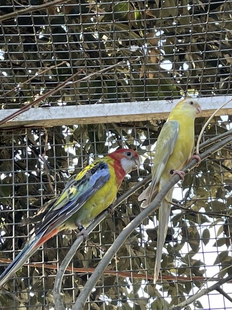 parkiet, Dieren en Toebehoren, Vogels | Parkieten en Papegaaien, Meerdere dieren, Parkiet, Geringd