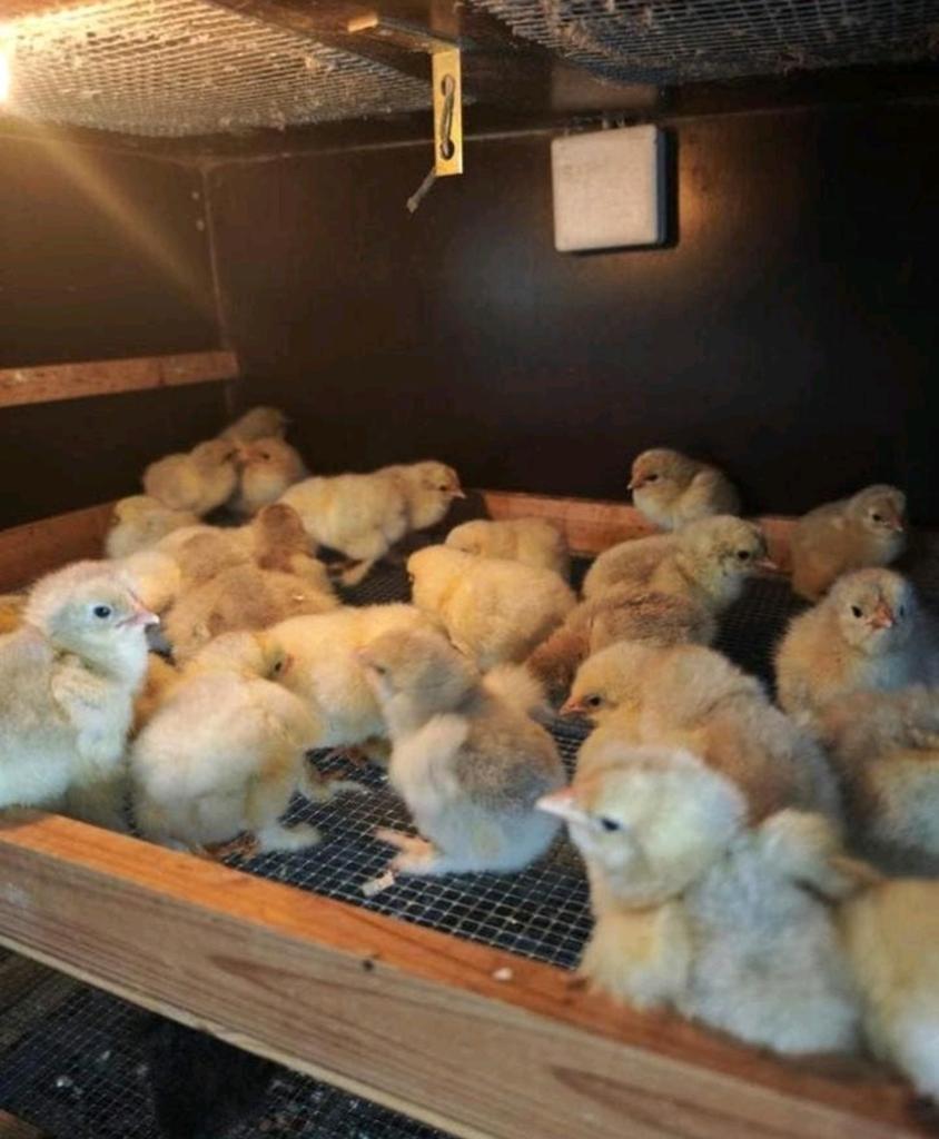 Kuikens Brahma groothoenders te koop