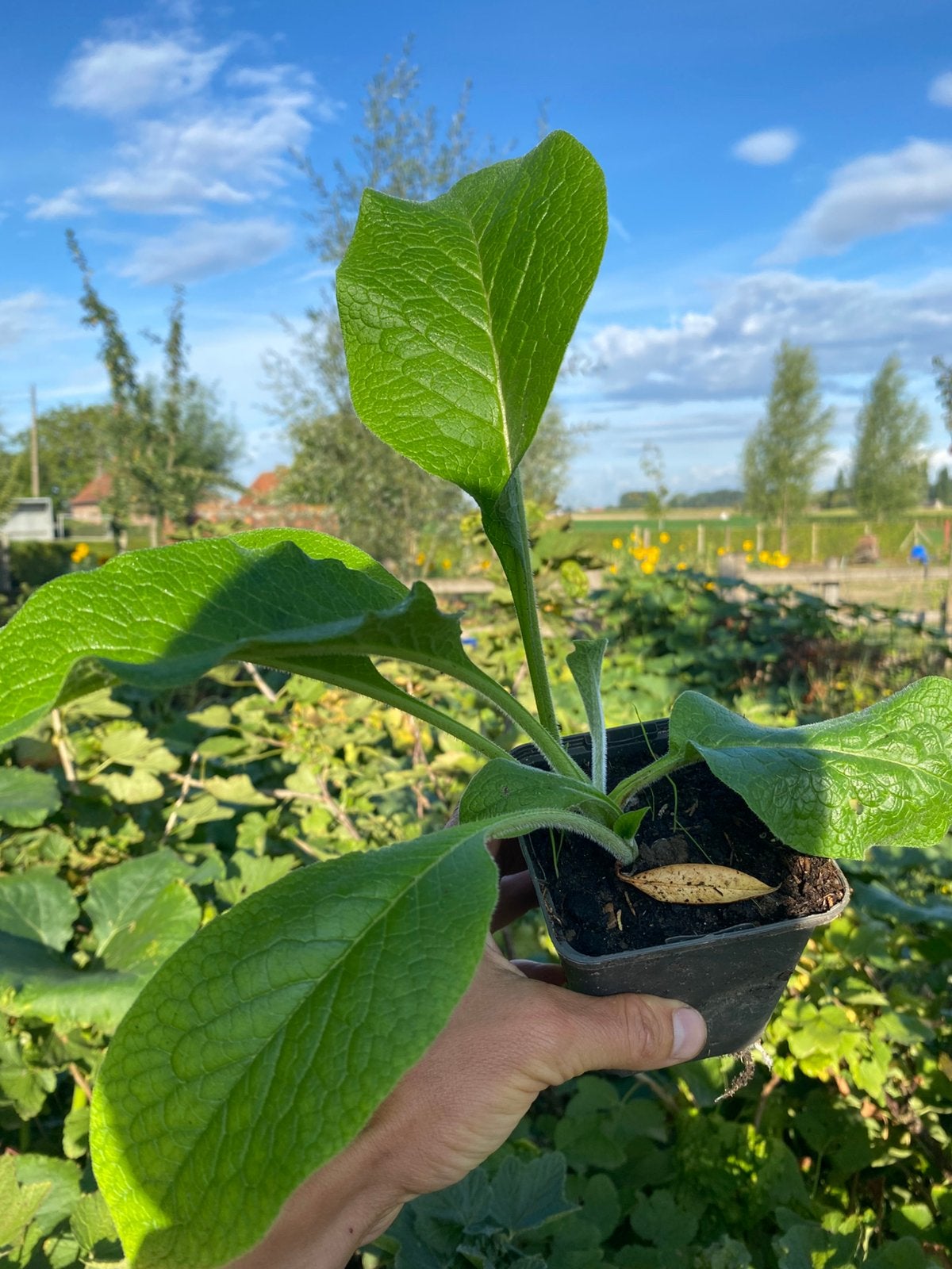 Smeerwortel ‘Bocking 14’, Ophalen, Vaste plant, Bodembedekkers