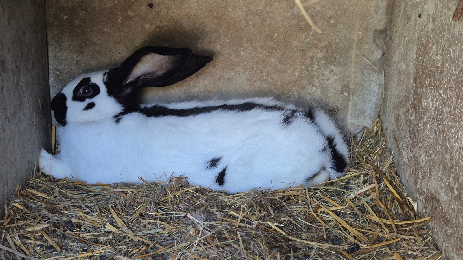 Reuzevlinder ram 5 maanden, Dieren en Toebehoren, Groot