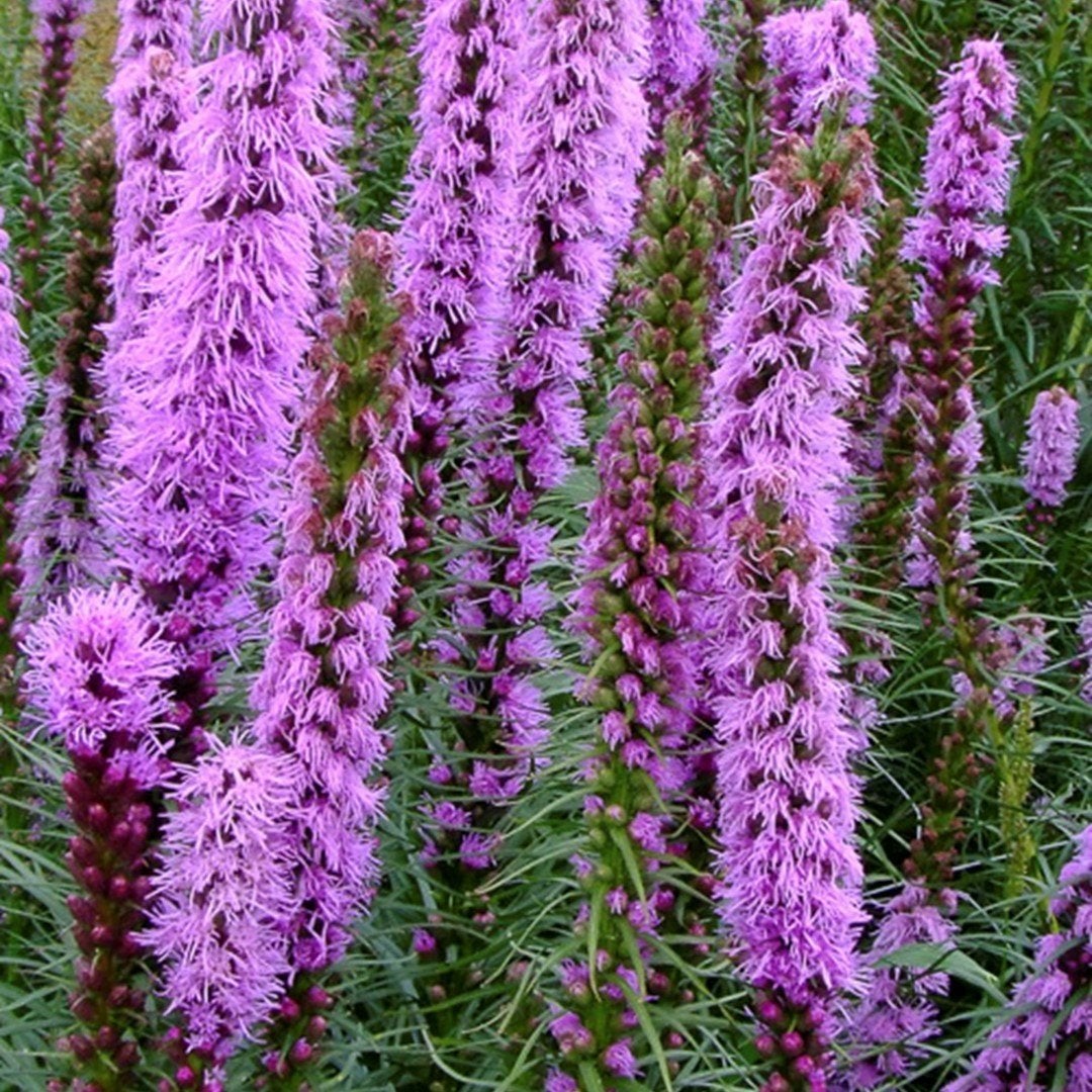 Liatris Florestian Violet, Ophalen
