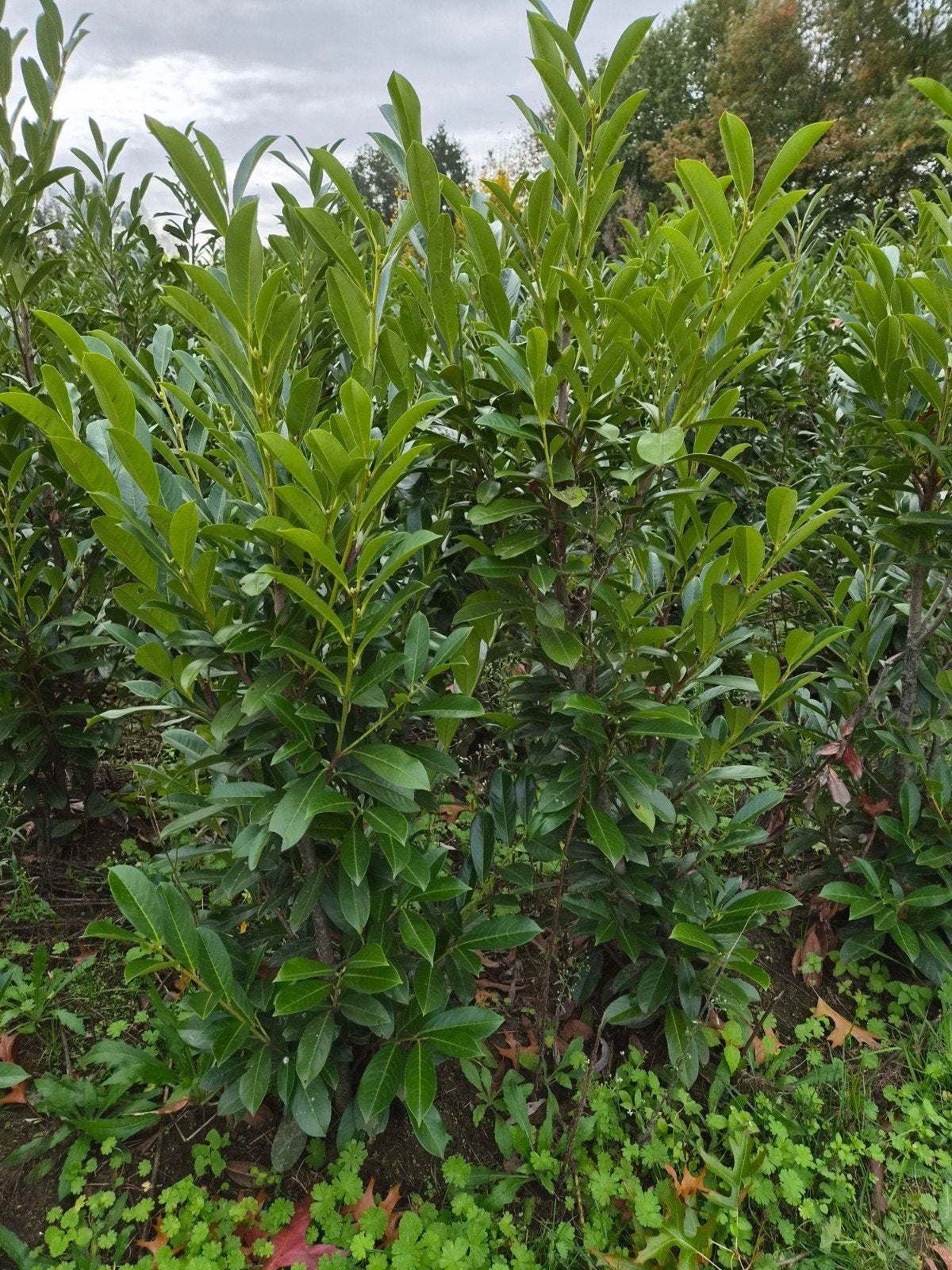 prunus novita, Enlèvement