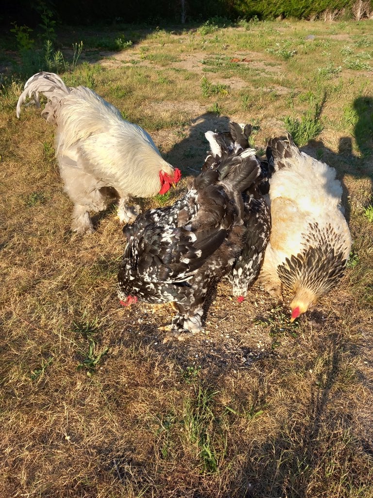 Brahma kippen groothoender, Dieren en Toebehoren, Vrouwelijk, Kip