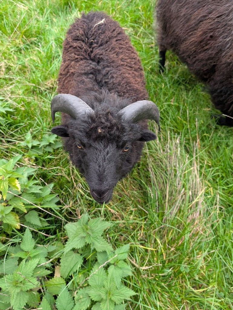 Ouessant ram, Animaux & Accessoires, Mâle, Mouton, 0 à 2 ans
