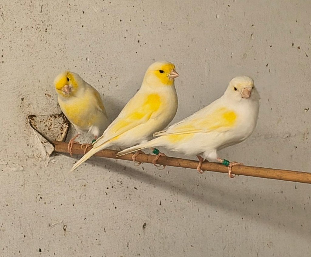 Koppel Geel/Mozaïek kanaries, Meerdere dieren, Kleurkanarie