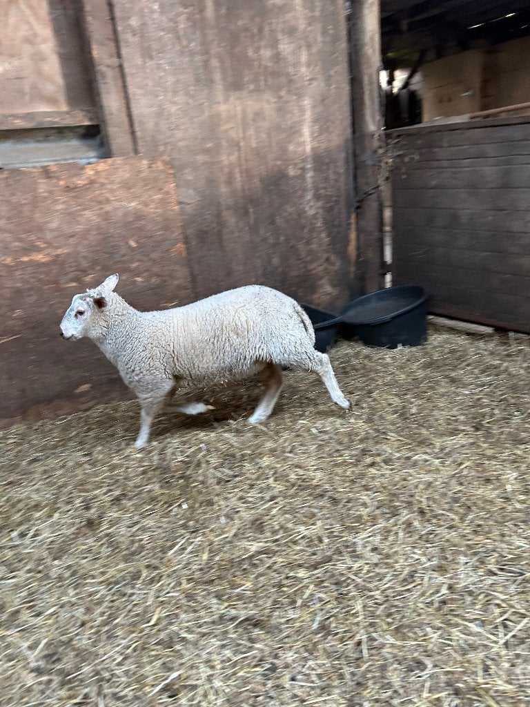 Ram lam te koop, Dieren en Toebehoren, Schapen, Geiten en Varkens, Mannelijk, Schaap, 0 tot 2 jaar