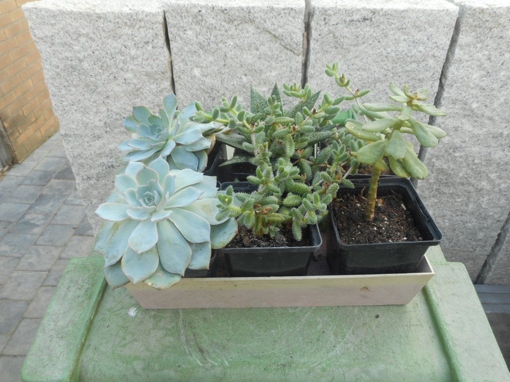 Plantes, Jardin & Terrasse, Enlèvement ou Envoi, Plante fixe, Autres espèces, Mi-ombre
