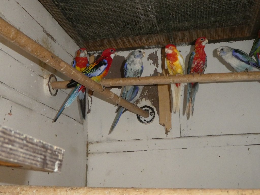 rosella parkieten, Plusieurs animaux, Perruche, Bagué