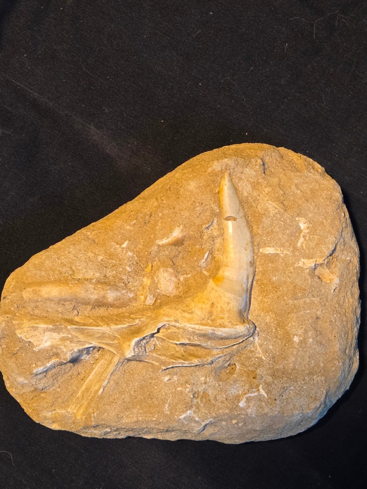 Originele enchodus onderkaak, Ophalen of Verzenden