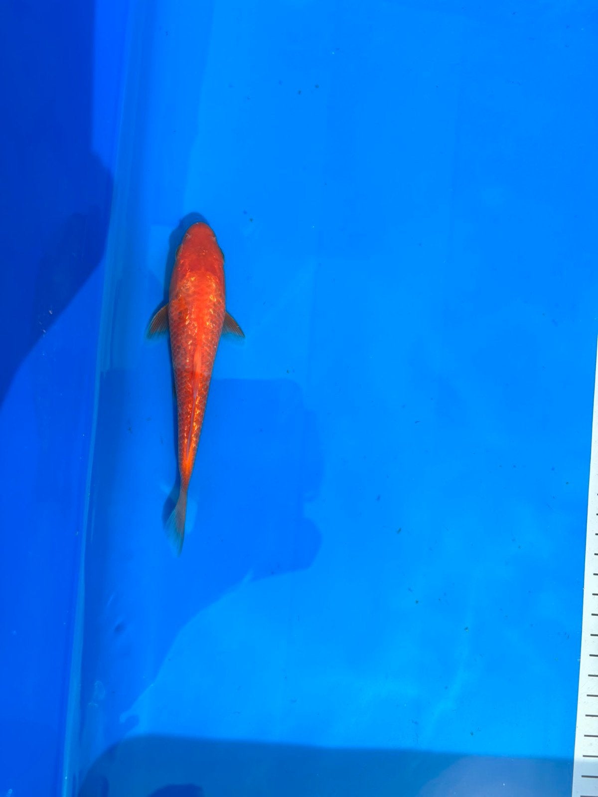 Tosai red karashigoi Maruhiro.