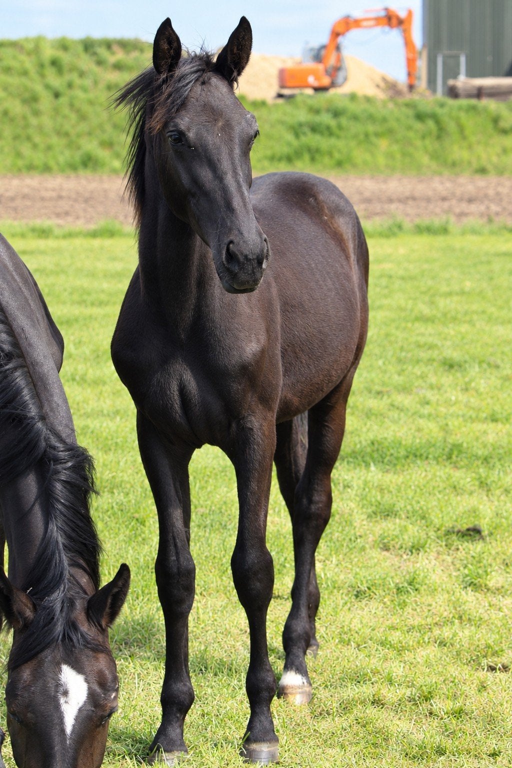 jaarling merrie van Demonic Z, Animaux & Accessoires, Chevaux, Avec pedigree, 0 à 2 ans, Jument, Non dressé