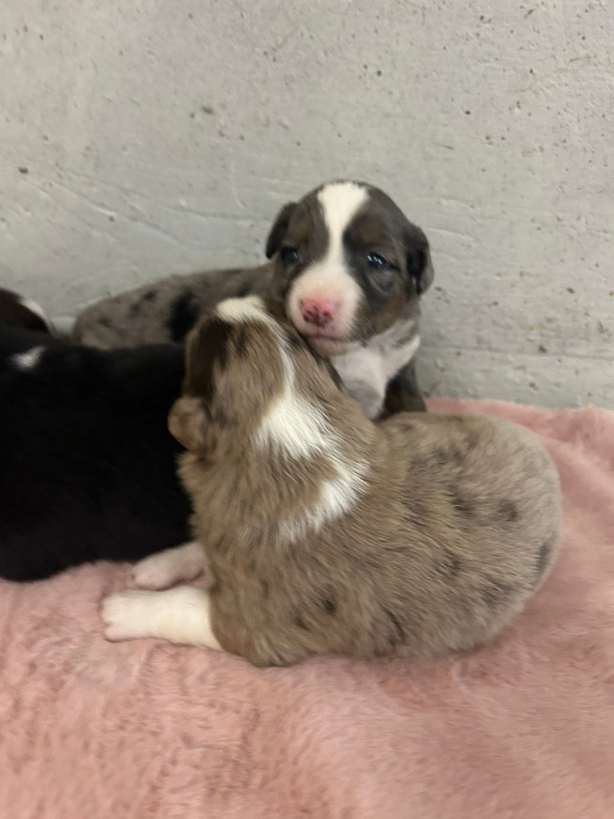 Miniature amerikaanse herder pupjes, Dieren en Toebehoren, België, CDV (hondenziekte), 8 tot 15 weken, Meerdere