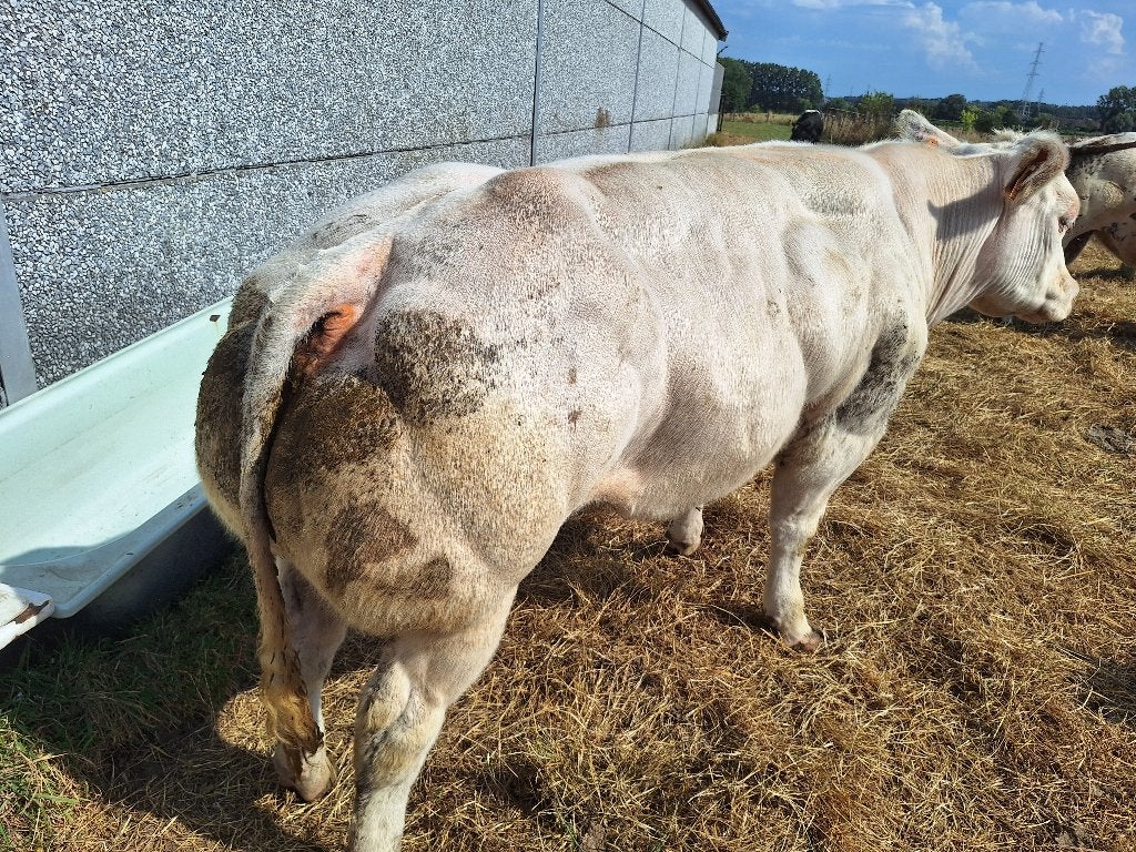 3 dikbil vaarzen, Femelle, 0 à 2 ans