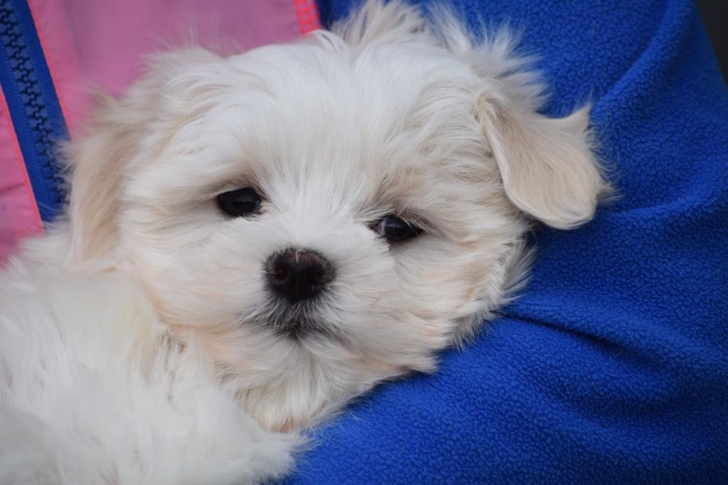 Maltezer pups nog 1 in nestje, Dieren en Toebehoren, België, Maltezer, 15 weken tot 1 jaar, Parvo