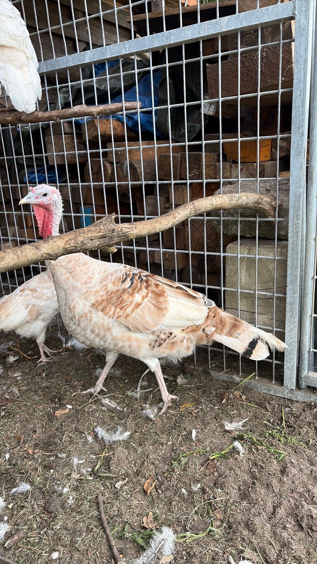 Kalkoenen, Dieren en Toebehoren, Pluimvee