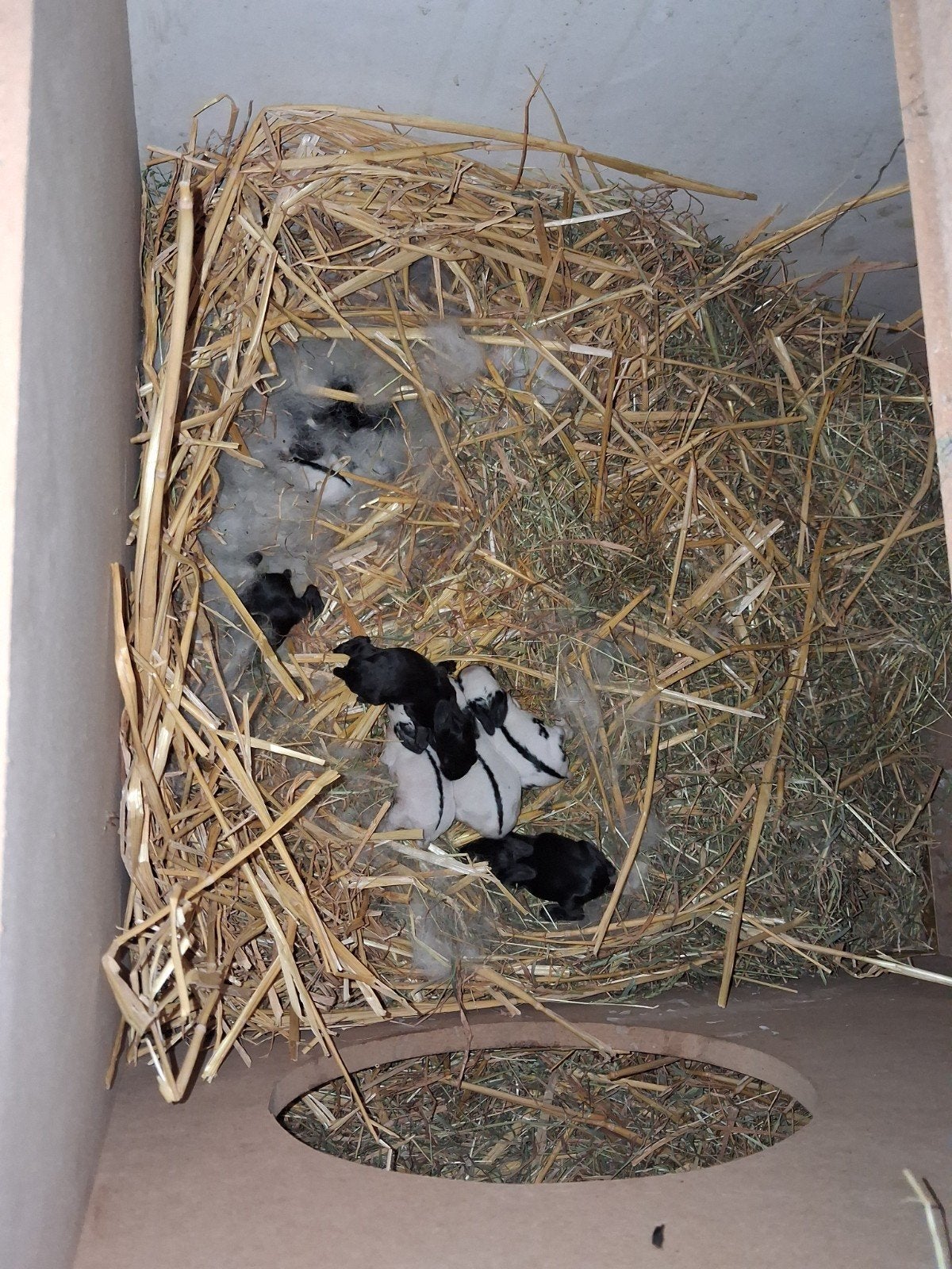 Reuze vlinder konijnen, Dieren en Toebehoren, Konijnen