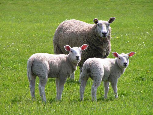 Opzoek naar ooilammeren, Vrouwelijk, Schaap, 0 tot 2 jaar