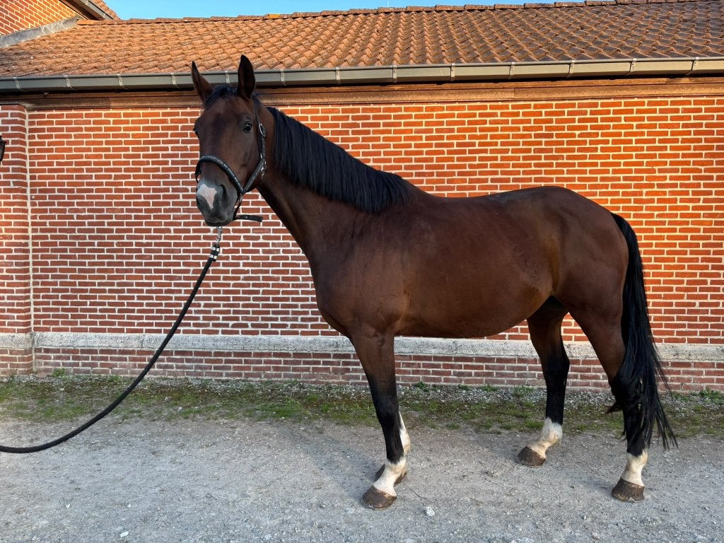 Braaf wandelpaard / recreatiepaard, L, 160 à 165 cm, Cheval de récréation, 7 à 10 ans