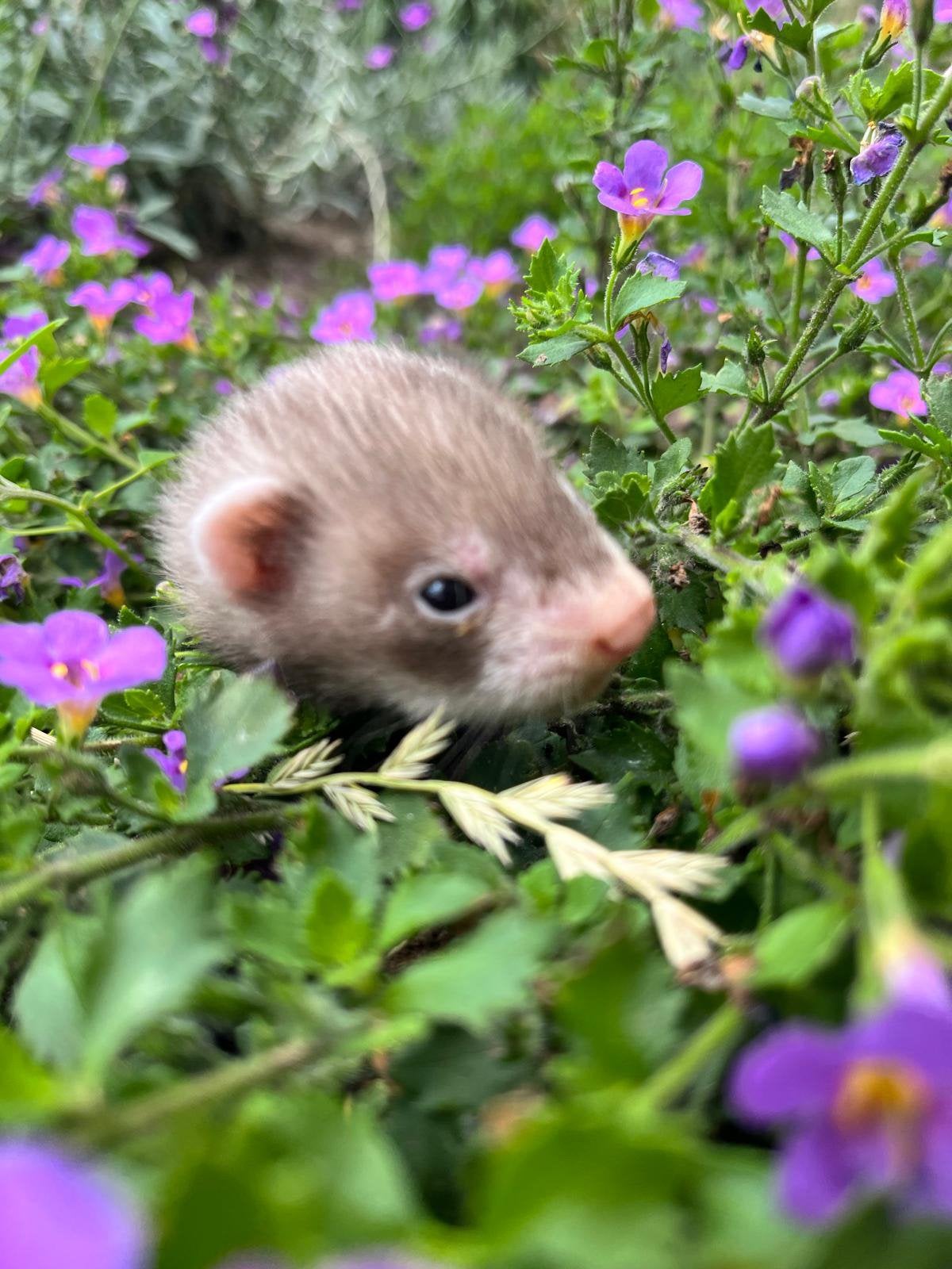 Les furets peuvent désormais partir, Animaux & Accessoires, Animaux Autre, Plusieurs animaux, Mai