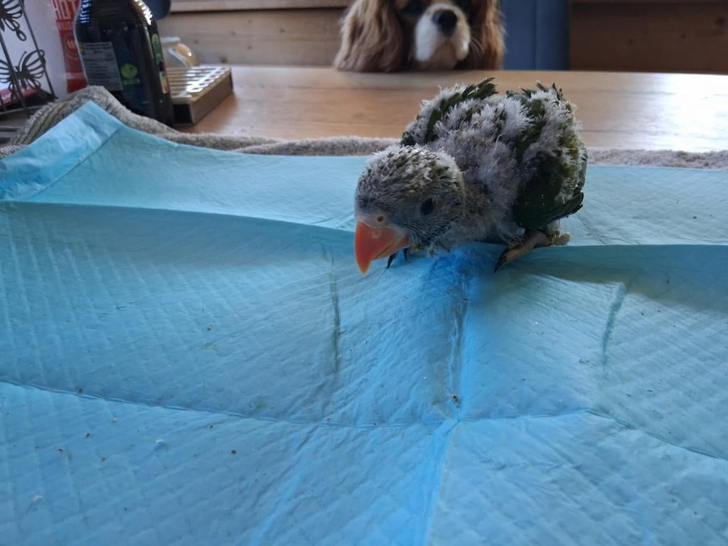 derbyan parkiet, Dieren en Toebehoren, Parkiet, Geringd