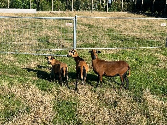 Heel mooie Kameroen schapen jonge ooien of ooien + lammetjes, Dieren en Toebehoren, Vrouwelijk, Schaap, 0 tot 2 jaar