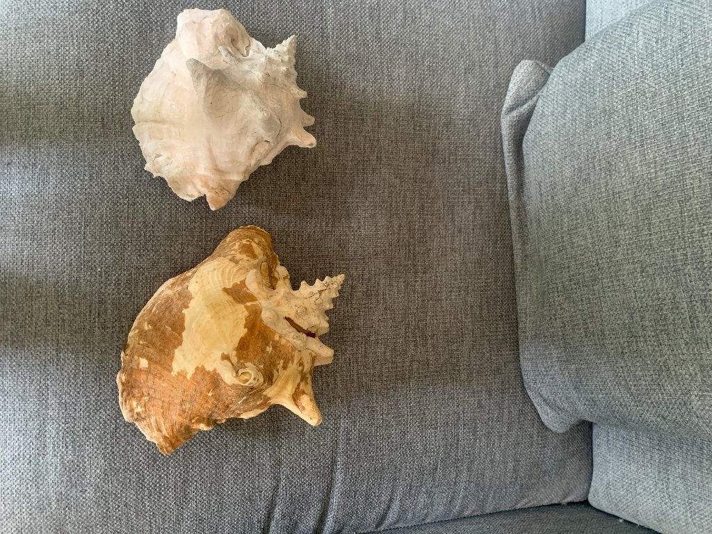 deux beaux coquillages, Enlèvement, Coquillage(s)