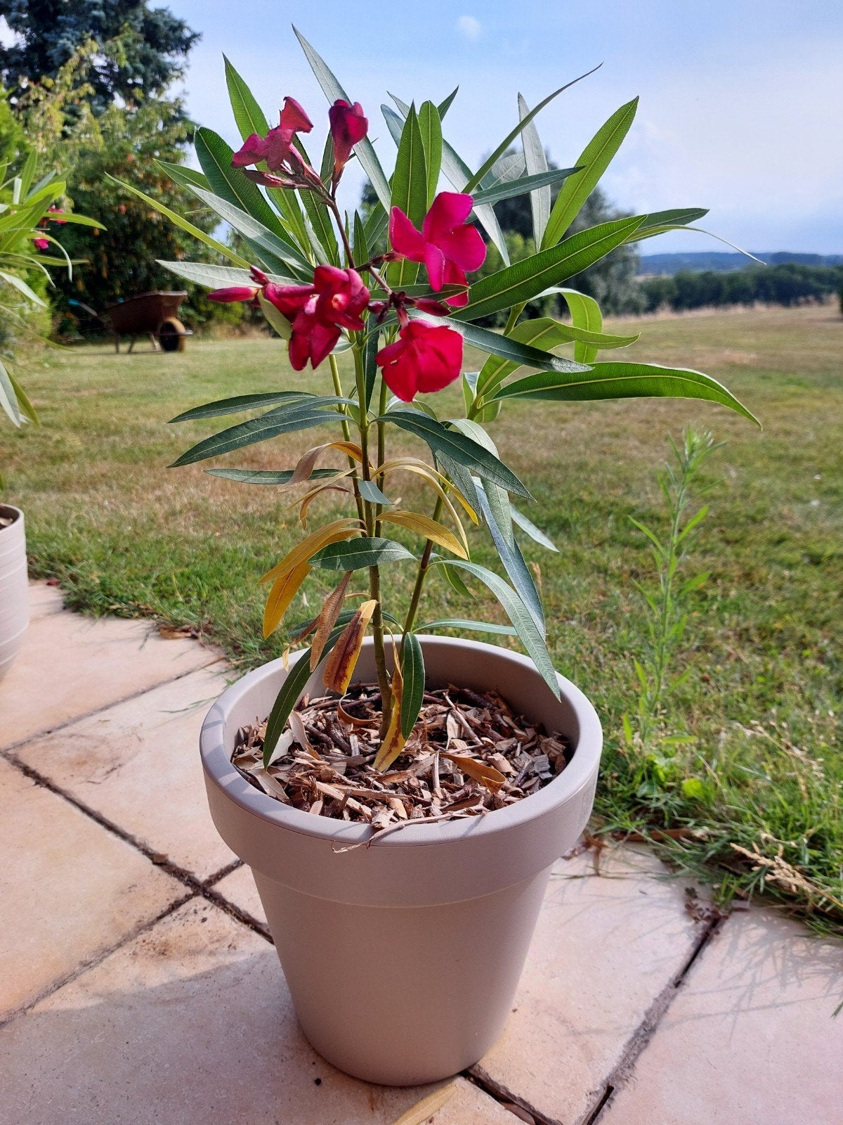 pot + oleander, Tuin en Terras, Ophalen