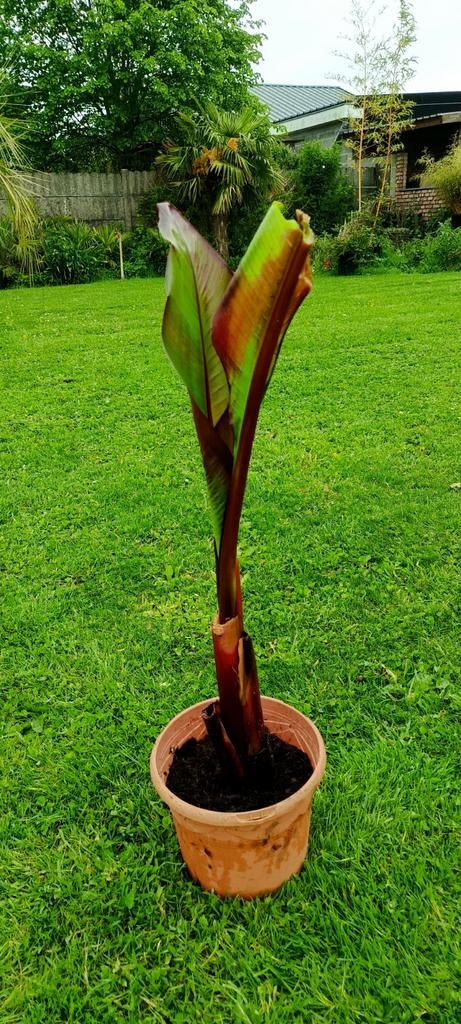Ensete montbeliardii banaan, Ophalen, Zomer