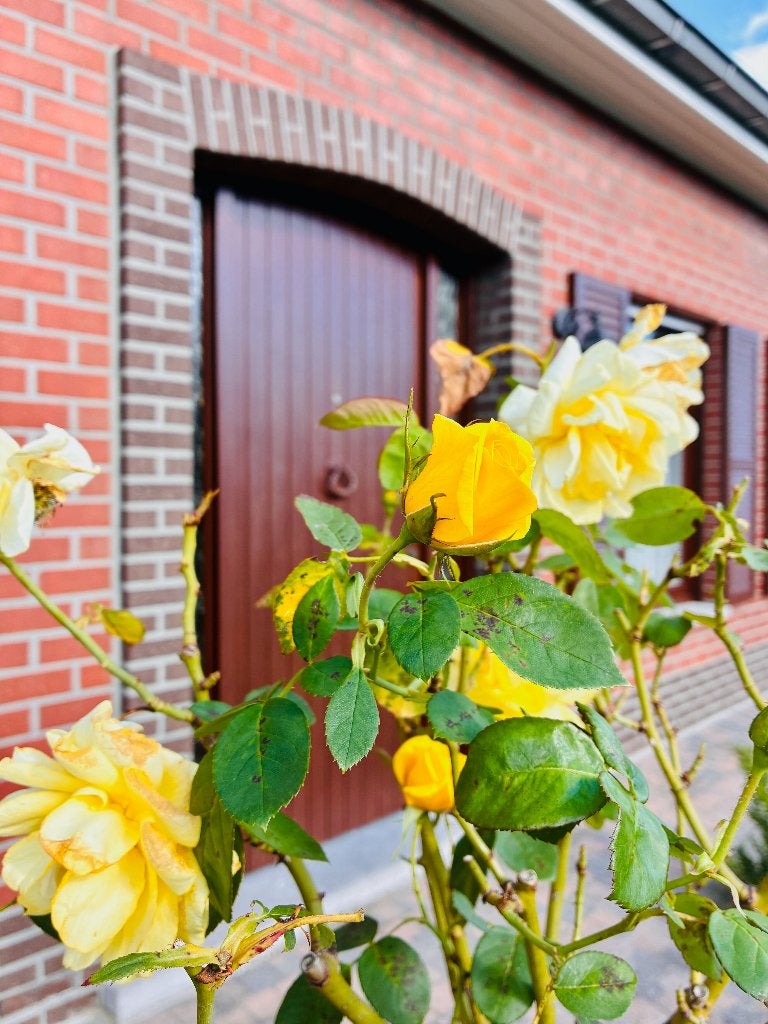 Alleenstaande villa in Kuurne  Rust, Licht & Ruimte ️, Immo, 349 kWh/m²/jaar, 500 tot 1000 m², Vrijstaande woning, 3 kamers
