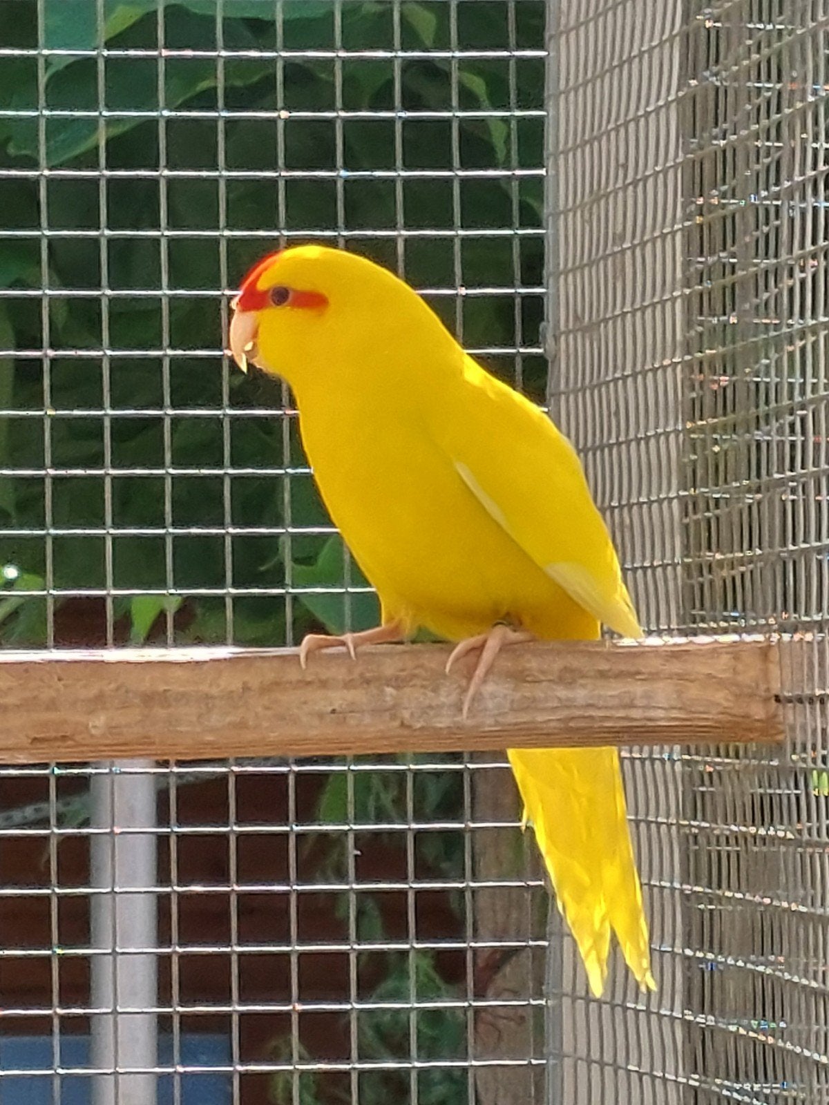 Gele Roodvoorhoofdkakariki, Plusieurs animaux, Perruche, Bagué