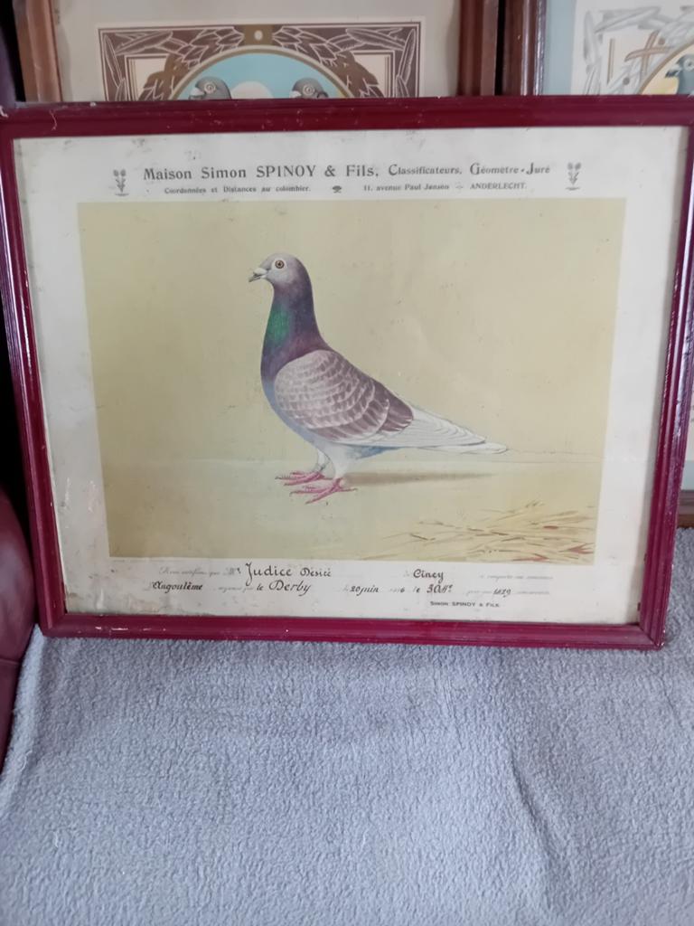 Diplômes pigeons duiven colombophile, Enlèvement ou Envoi