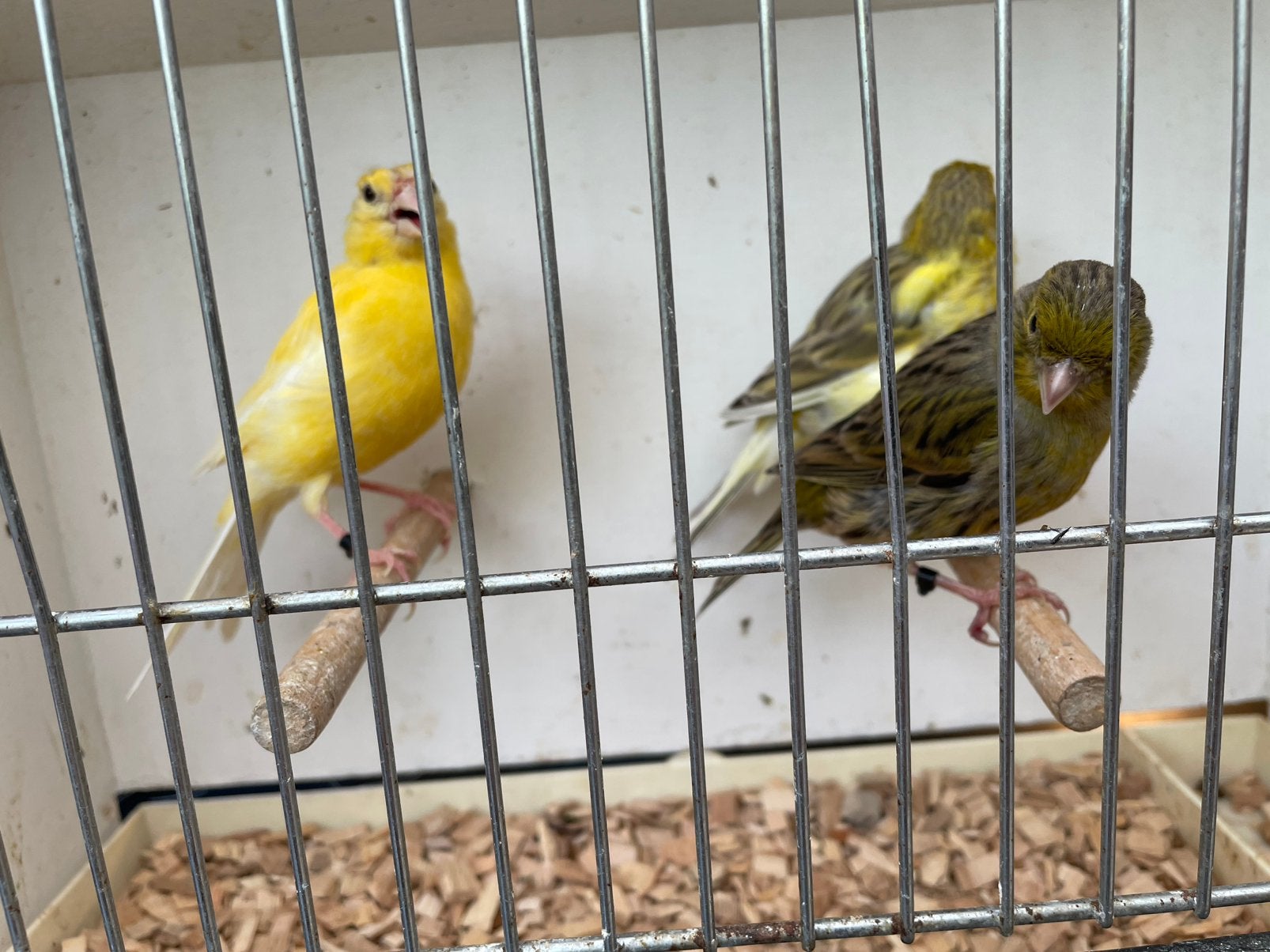 À vendre : 3 canaris femelles de 2025, Animaux & Accessoires, Oiseaux | Canaris, Femelle, Canari de couleur