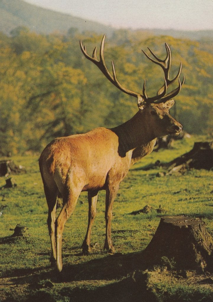 EDELHERT, Ophalen of Verzenden, Ongelopen, Wild dier