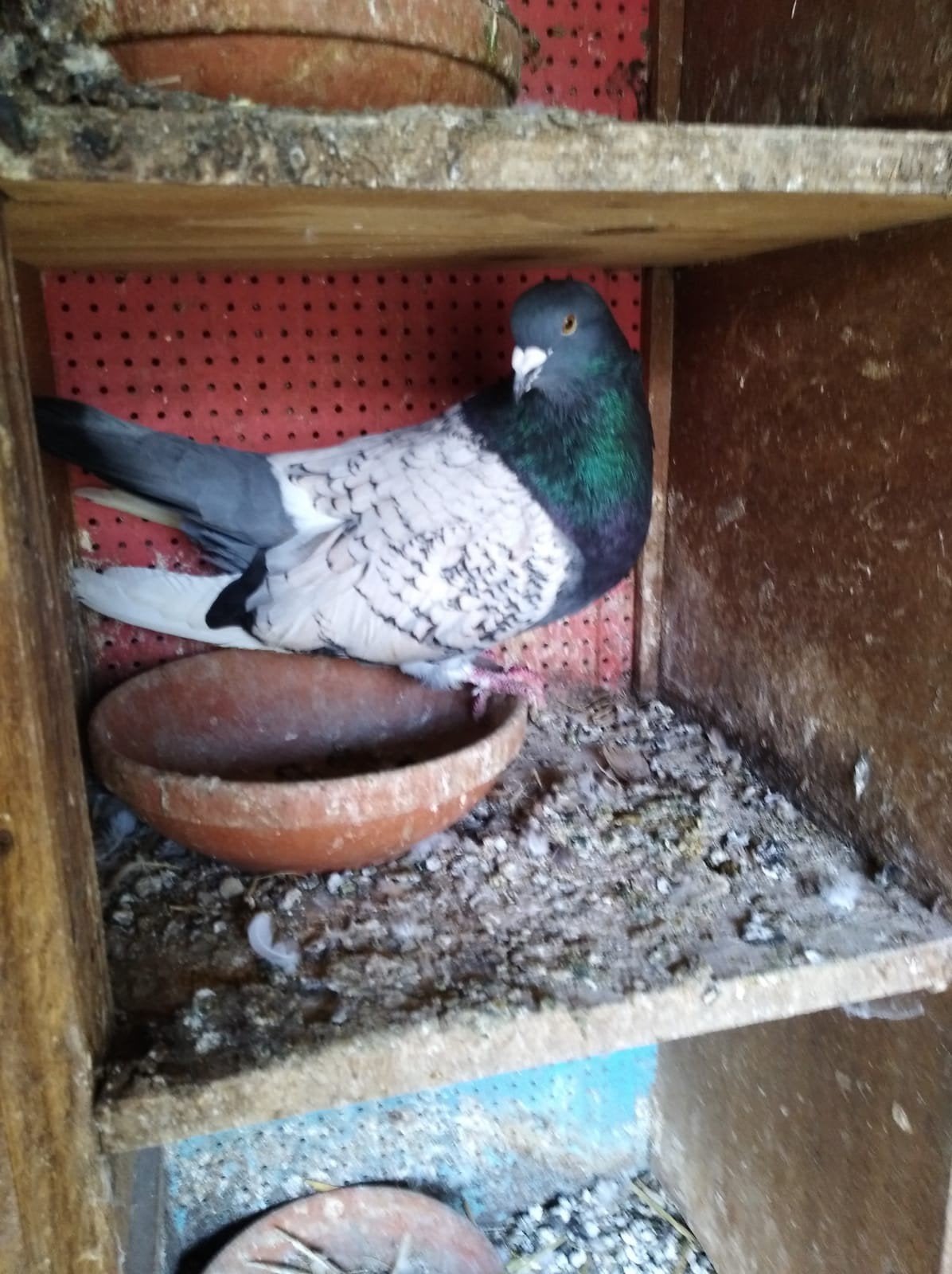 Poolse lyncx, Dieren en Toebehoren, Vogels | Duiven