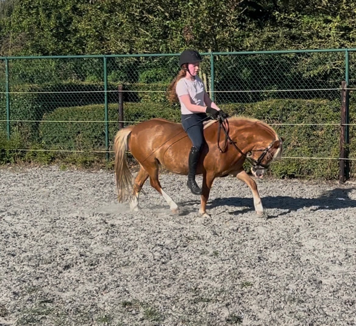 Kinderpony Welsh B merrie - 4jaar, Dieren en Toebehoren, Ophalen, Zo goed als nieuw