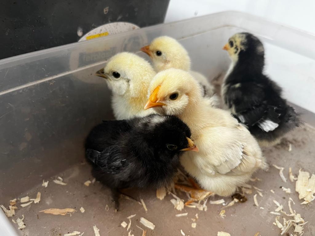 20 kuikens raszuivere cochien kriel , zijdehoen en chabo, Dieren en Toebehoren, Pluimvee