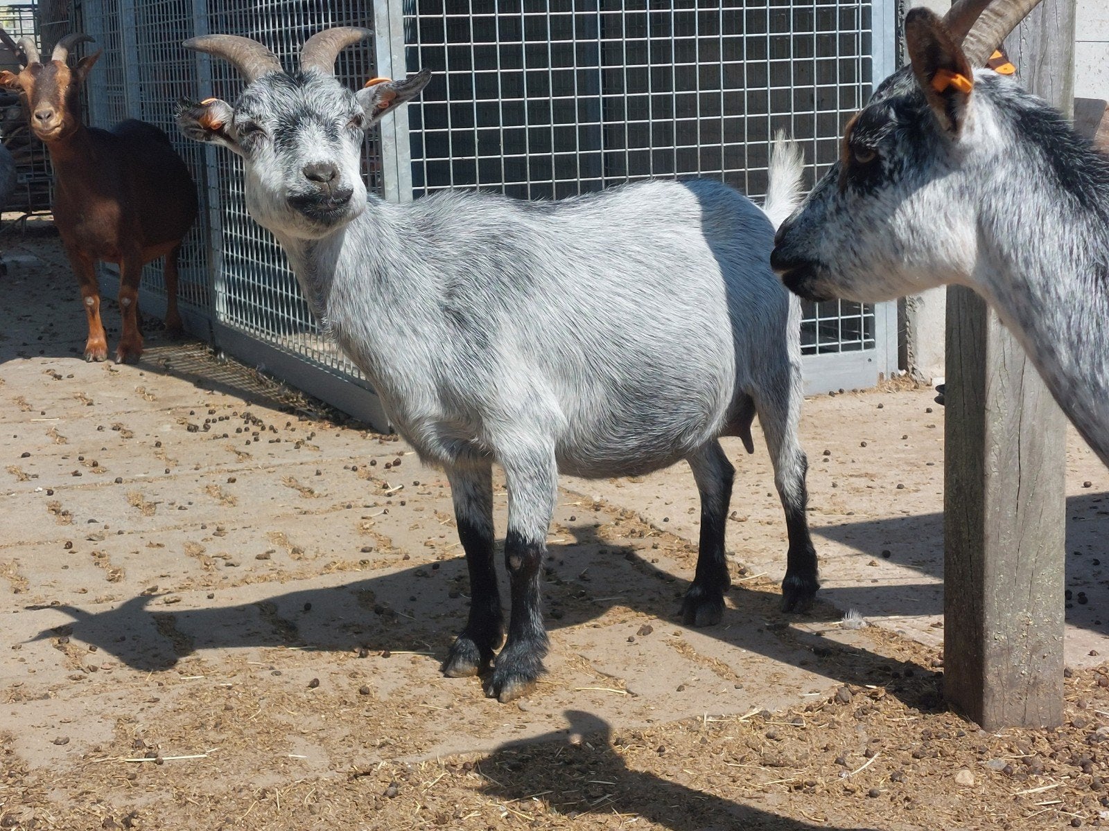 Schimmel ooi, Femelle, Chèvre, 3 à 5 ans