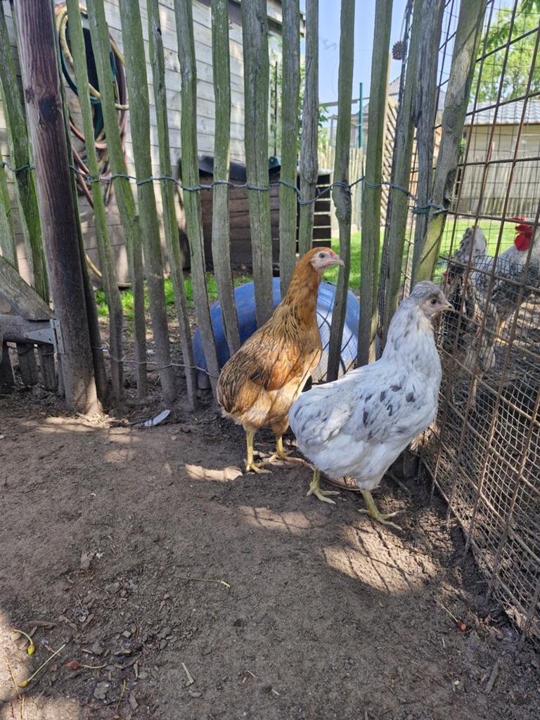Araucana hennen, Dieren en Toebehoren, Pluimvee