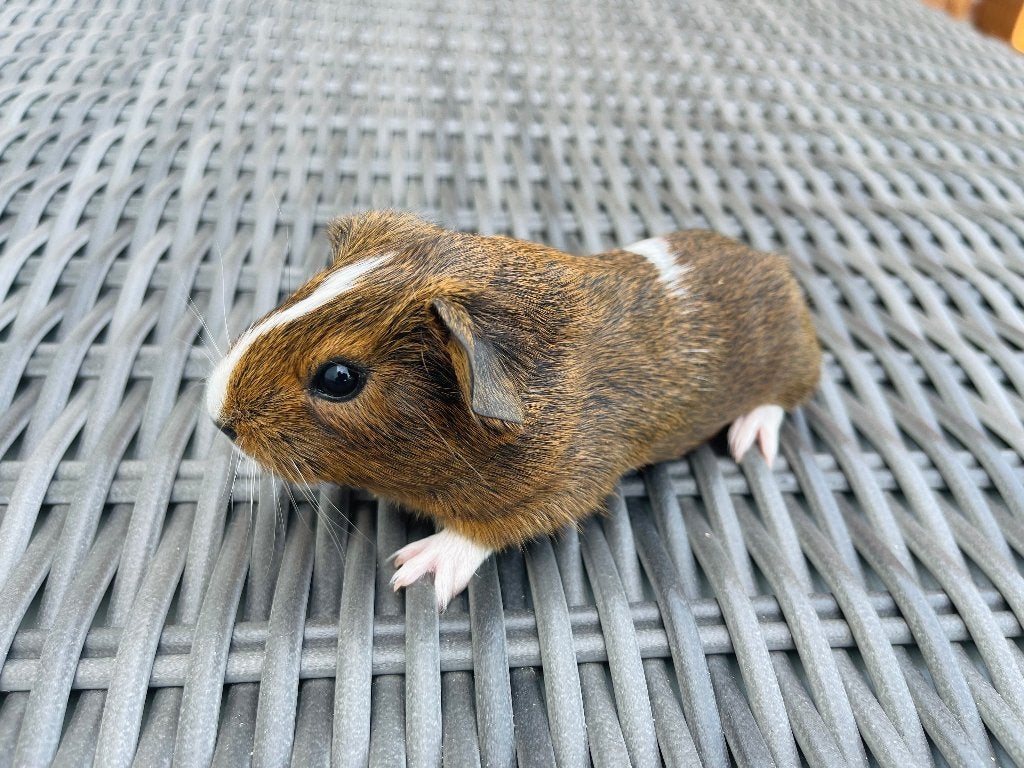 Cavia, Juillet, Cobaye, Domestique