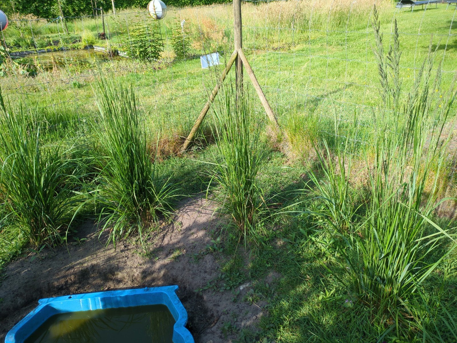 Siergrassen, Ophalen