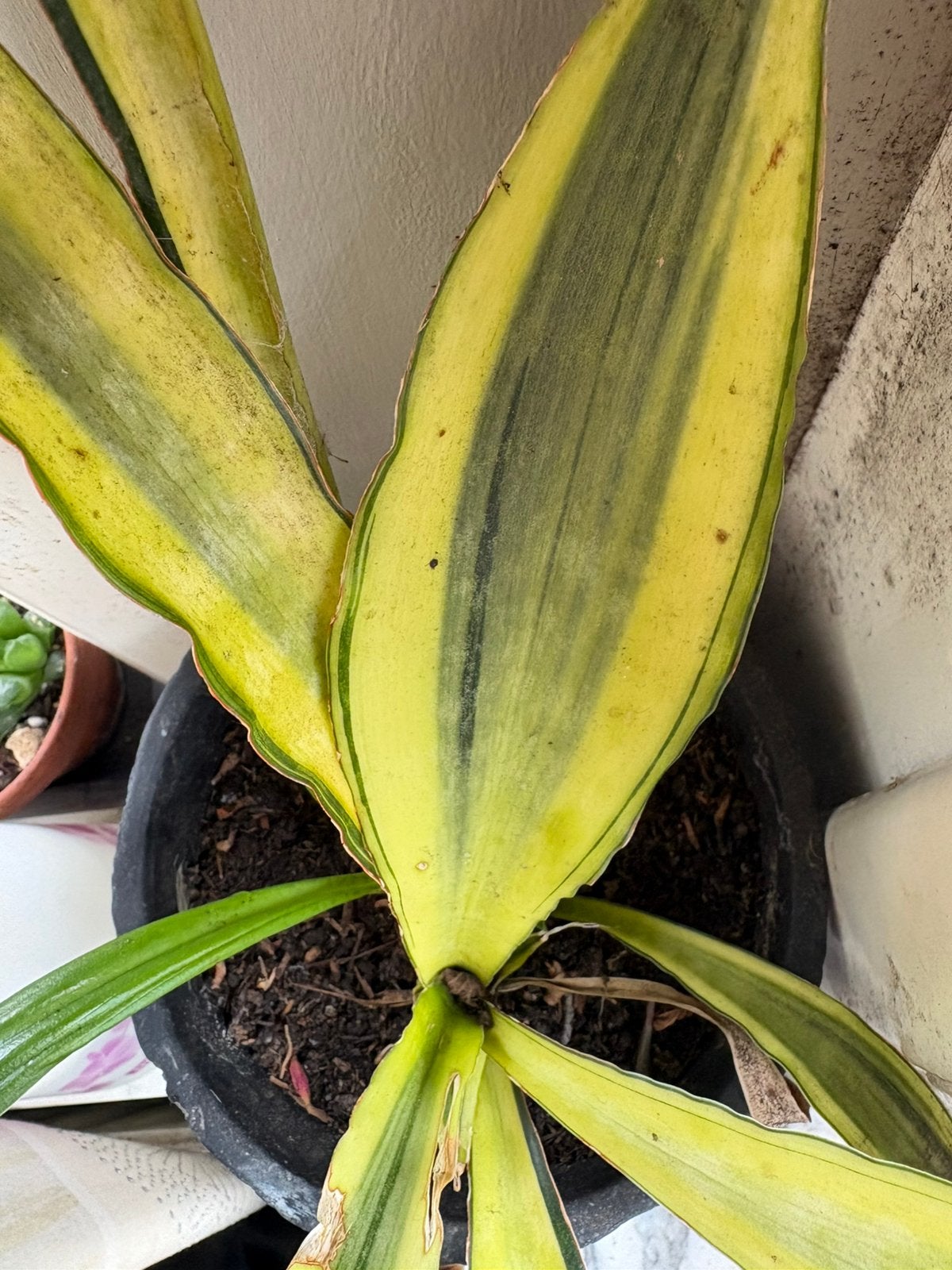 Sanseveria, Ophalen