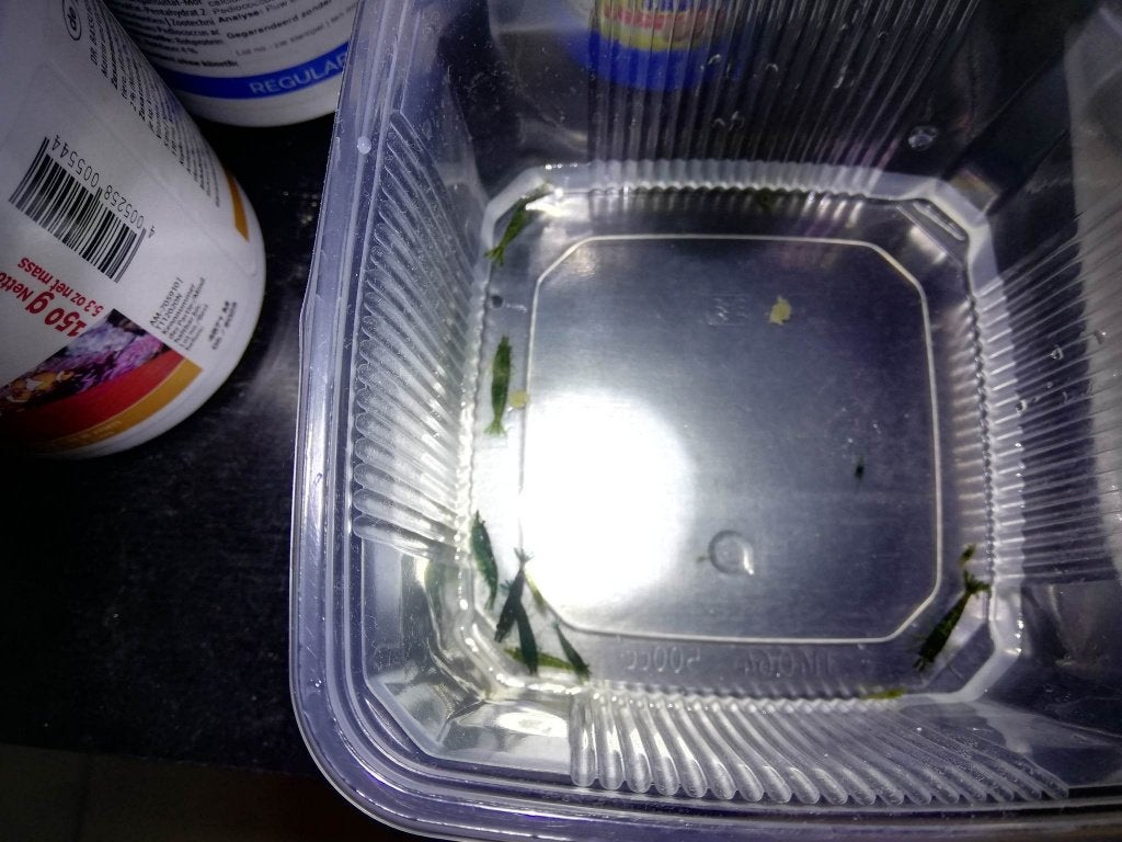 Groene, Green Jade garnalen, Kreeft, Krab of Garnaal, Zoetwatervis, Schoolvis