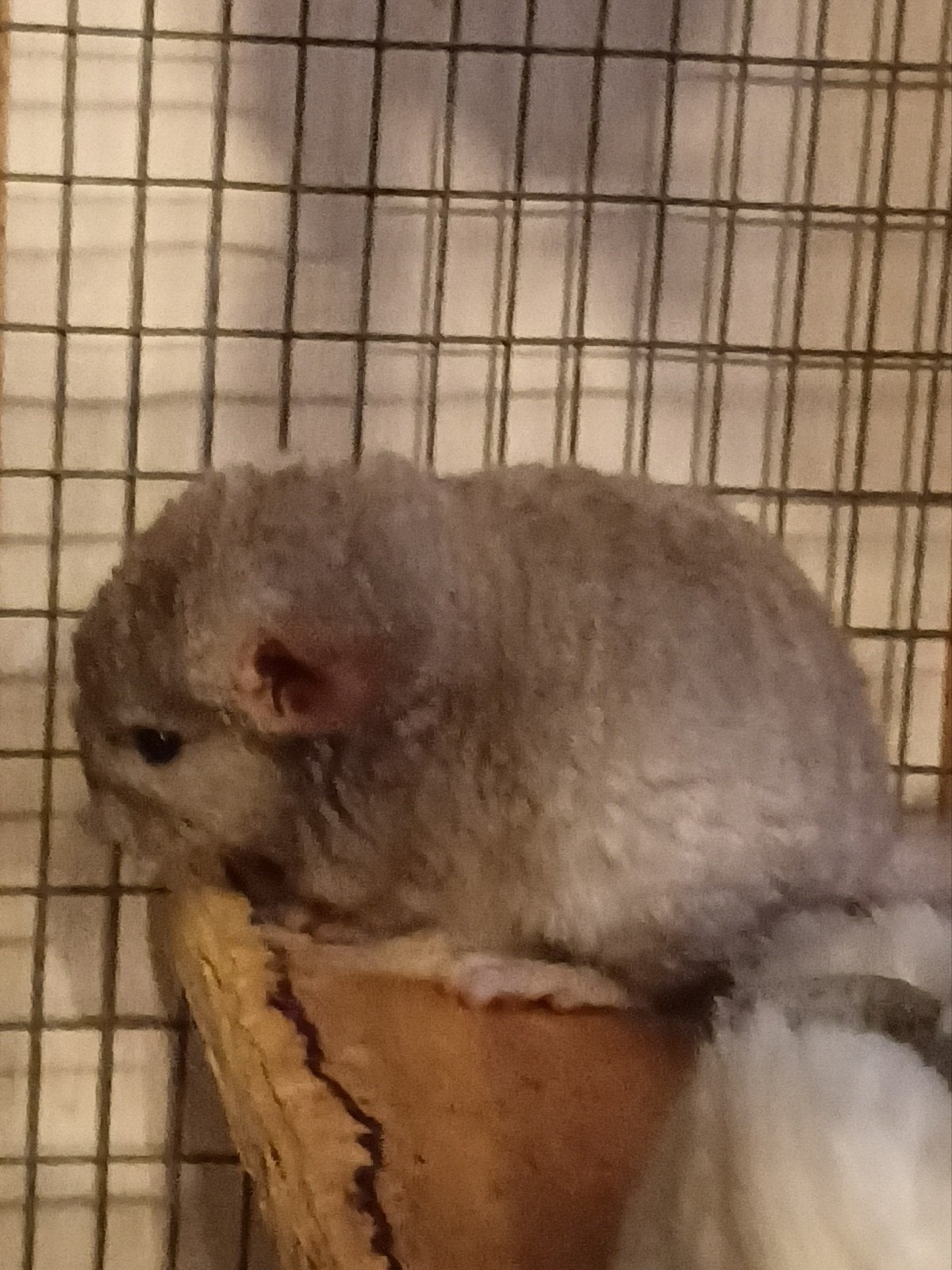 chinchilla, Animaux & Accessoires, Rongeurs, Juillet, Chinchilla