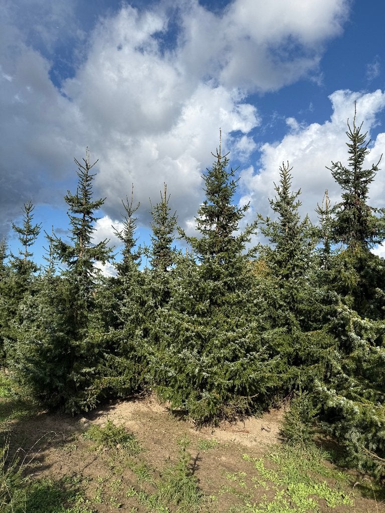 Mooie grote kerstbomen te koop te Londerzeel -Blauwenhoek, Jardin & Terrasse, Enlèvement ou Envoi, Autres espèces, 250 à 400 cm