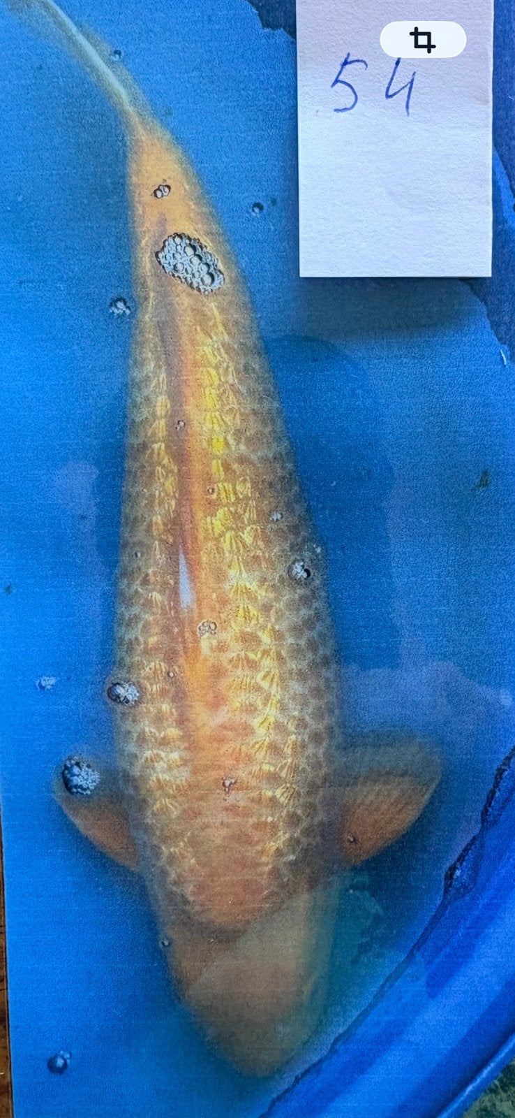 Japanse koi