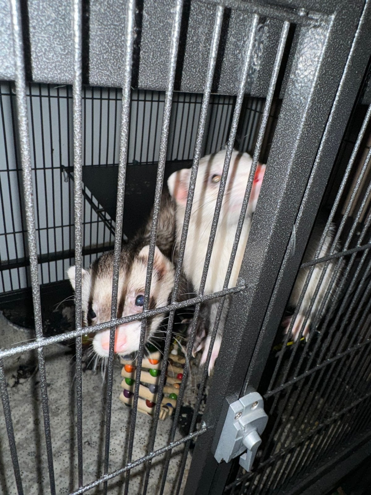 Fret, Dieren en Toebehoren