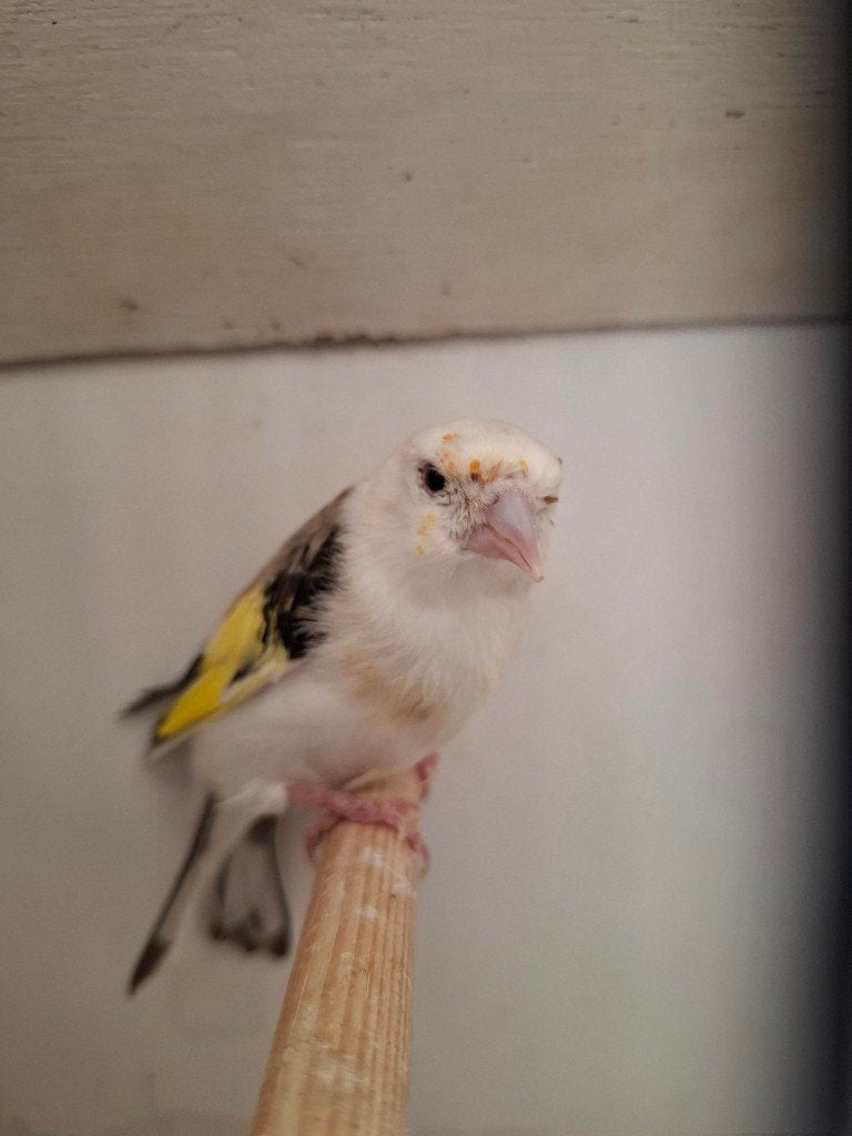 majoor putter, Dieren en Toebehoren, Mannelijk, Geringd