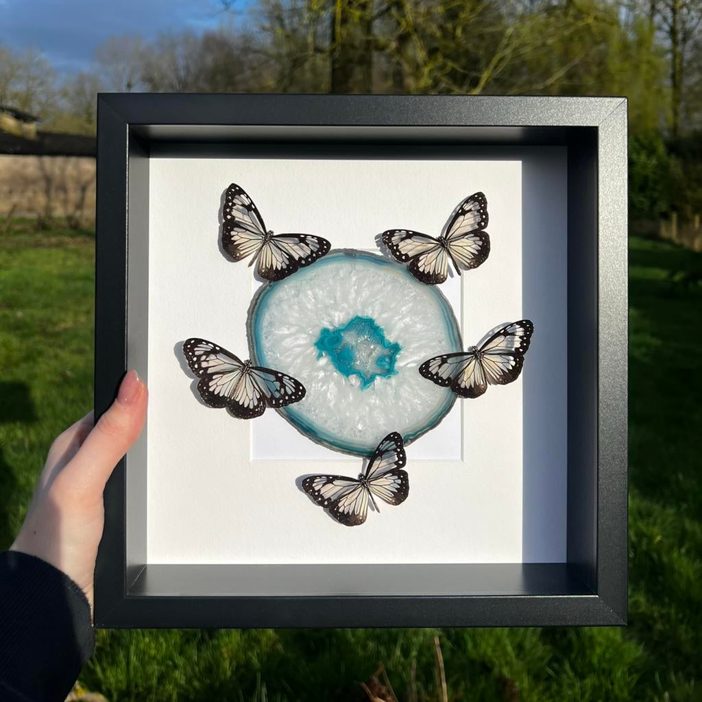 Papillon en peluche - Parantica vitrina sur agate bleue, Enlèvement ou Envoi, Neuf, Insecte, Animal empaillé