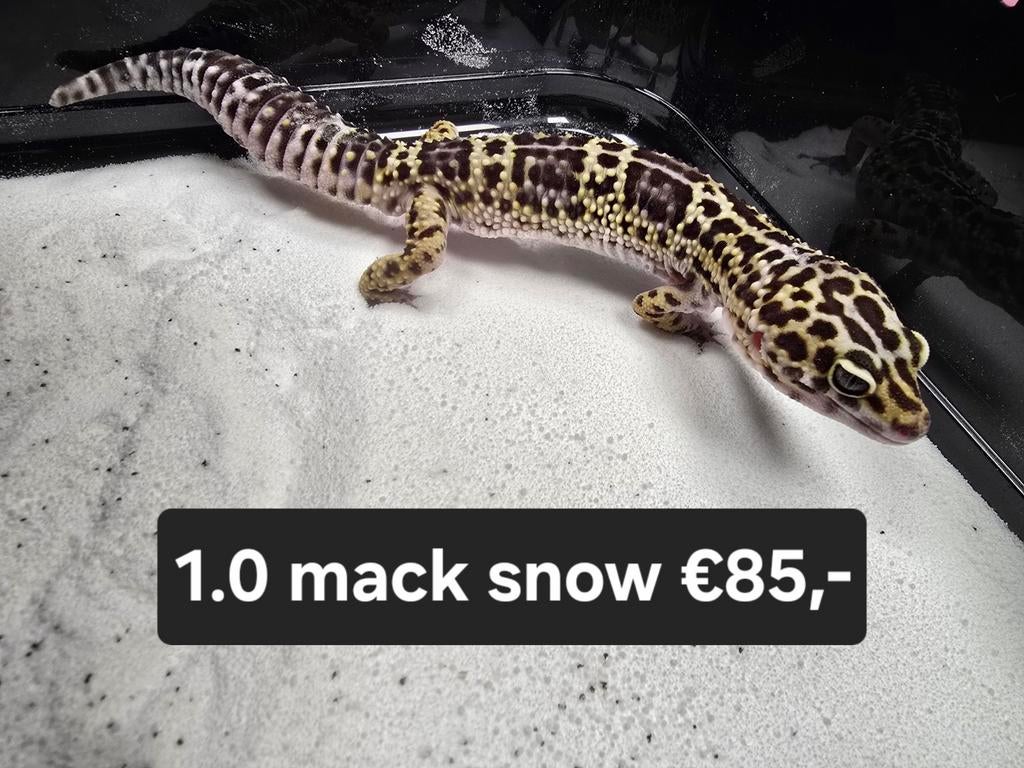 Diversen luipaardgekko's ook giants, Animaux & Accessoires, Reptiles & Amphibiens, Amphibien