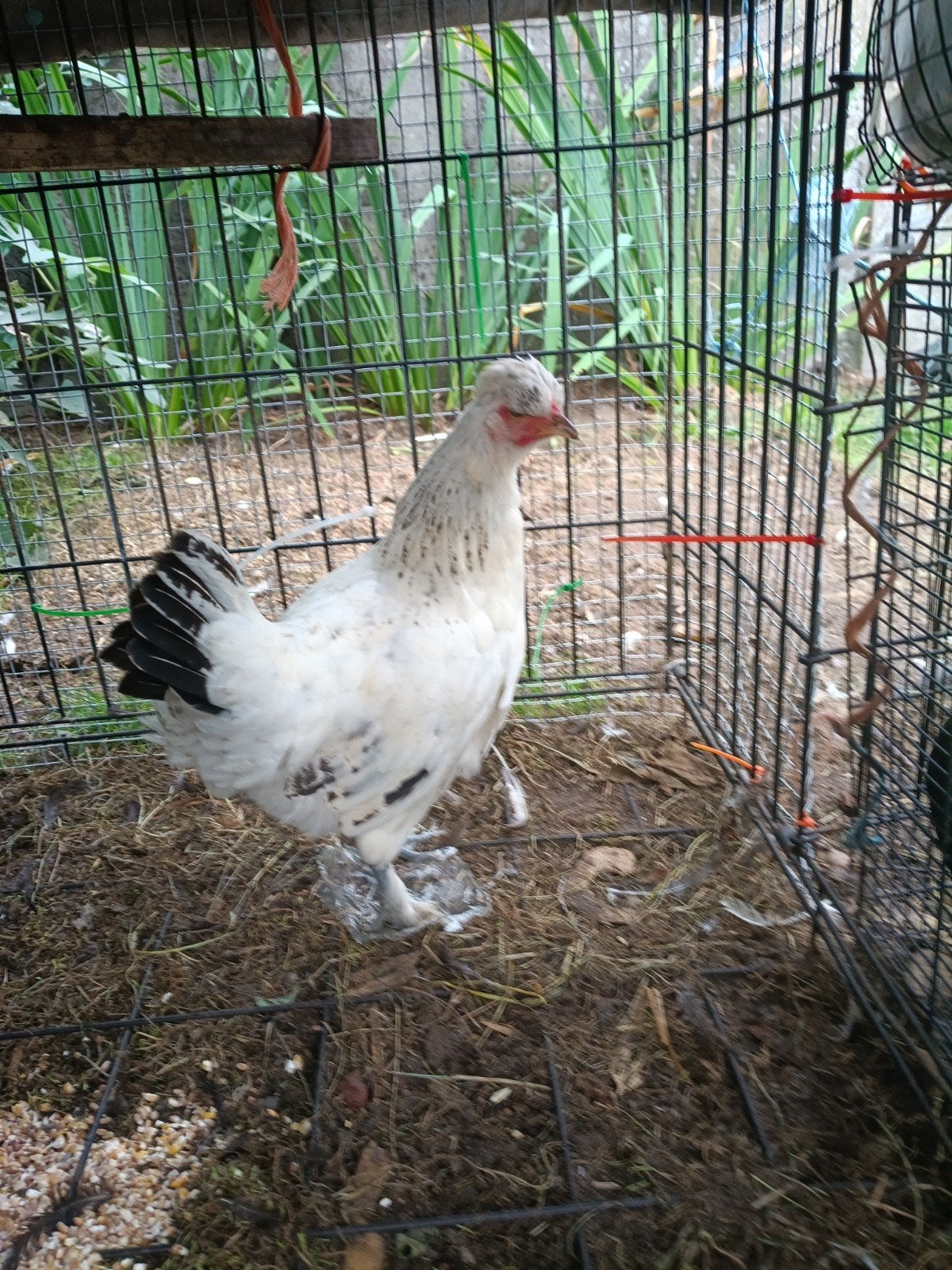 kippen, Poule ou poulet